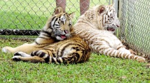 3075862_web1_bengal-hilo-zoo-02