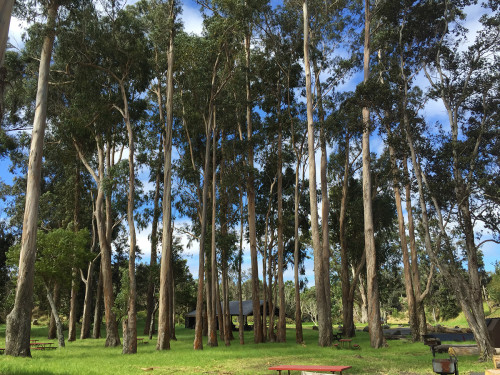 Eucalyptus-grove-remains-intact-at-pavilion