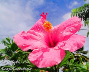 Hibiscus