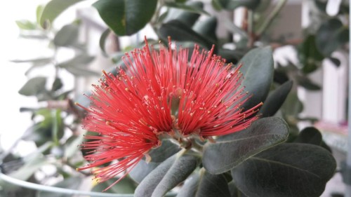 13260047_1046205508795075_5072779731111247575_n