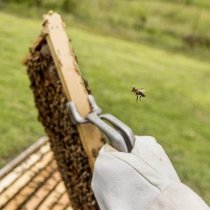 3442072_web1_UHH_Model_Beehive_4