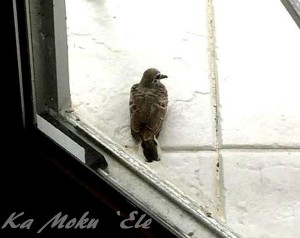 14054600_876337589176537_86381796_n