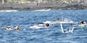 4045737_web1_Swimming-With-Dolphin_Chri