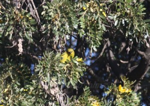 4a490cefd944a5f8ea6a5c16454ca4cd