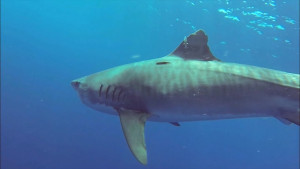 2016-10-03-shark
