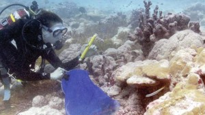 4511589_web1_coral-death_chri