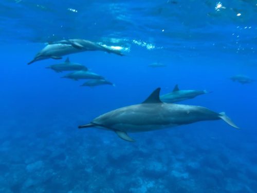 14322592_600151720156592_4379424149900738331_n